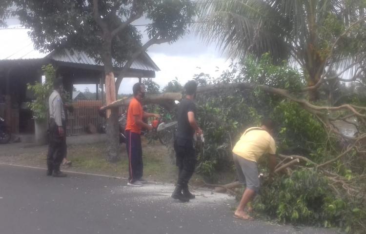 Pohon Tumbang di Jalan Raya Latu, Banjar Latu Sari, Desa Abiansemal, Kecamatan Abiansemal Tanggal 20 Juni 2020