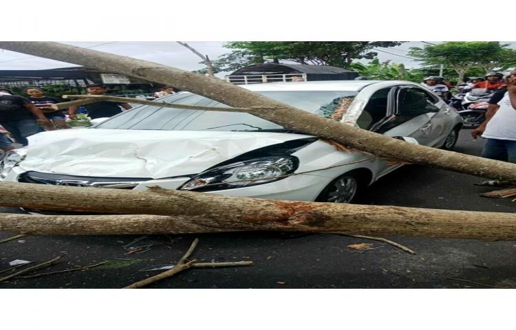 Pohon Tumbang di Jalan Raya Munggu Kapal, Kelurahan Abianbase, Kecamatan Mengwi Tanggal 04 Januari 2020