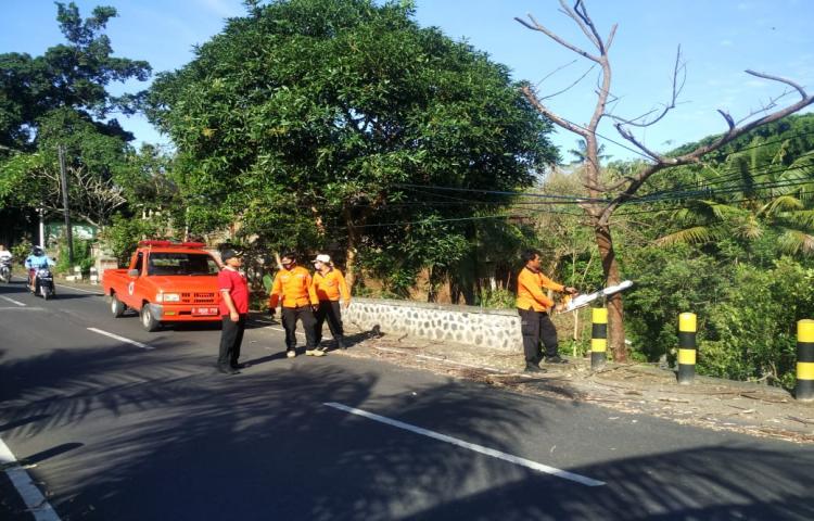 Pohon Tumbang di Jalan Raya Penarungan, Banjar Dauh Peken, Desa Penarungan, Kecamatan Mengwi Tanggal 22 Mei 2020