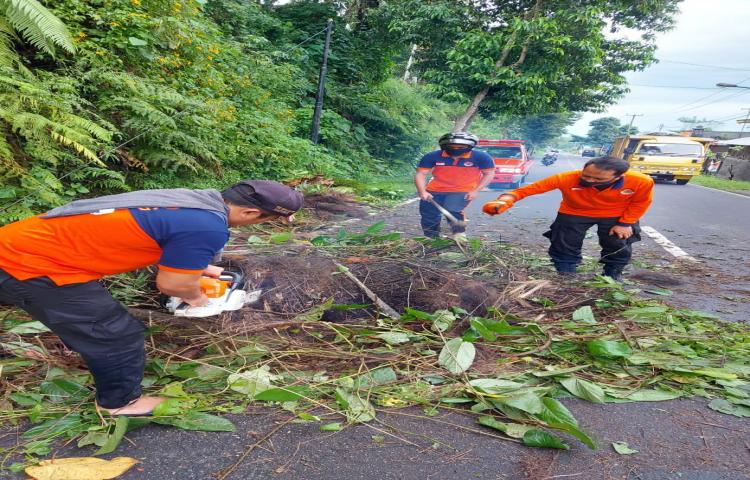Pohon Tumbang di Jalan Raya Petang, Banjar Angantiga, Desa Petang, Kecamatan Petang Tanggal 29 Mei 2020