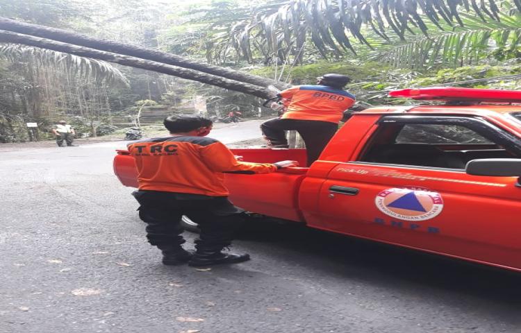 Pohon Tumbang di Jalan Raya Selat Sangeh, Banjar Batu Lumbang, Desa Sangeh, Kecamatan Abiansemal Tanggal 29 Mei 2020