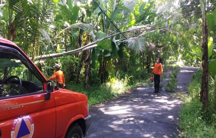 Pohon Tumbang di Jalan Raya Taman Abiansemal, Desa Taman, Kecamatan Abiansemal Tanggal 22 Mei 2020