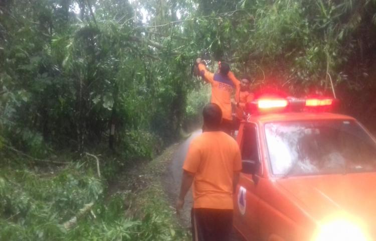 Pohon Tumbang di Jalan Raya Tukad Ngongkong, Banjar Angantiga, Desa Petang, Kecamatan Petang Tanggal 12 Maret 2020