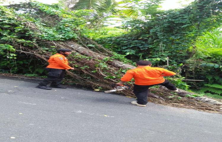 Pohon Tumbang di Jalan Raya Werdhi Buana, Banjar Denkayu Baleran, Desa Werdhi Buana, Kecamatan Mengwi Tanggal 15 Juni 2020