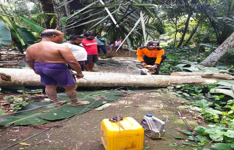 Pohon Tumbang di Banjar Juwet, Desa Dangin Yeh Cani, Kecamatan Abiansemal Tanggal 24 Juli 2020