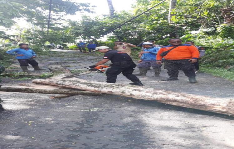 Pohon Tumbang di Jalan Samuan menuju carangsari, Banjar Samuan, Desa Carangsari, Keamatan Petang Tanggal 27 Januari 2020