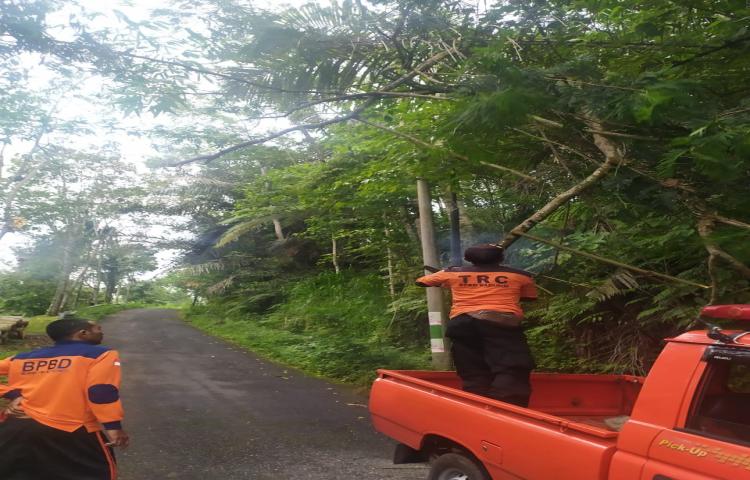 Pohon Tumbang di Jalan Sandakan menuju Auman, Banjar Munduk Tiying, Desa Pelaga, Kecamatan Petang Tanggal 01 Maret 2020