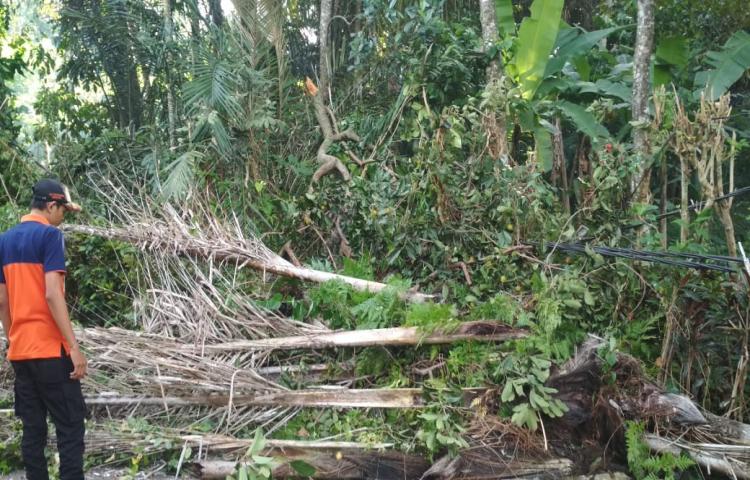 Pohon Tumbang di Jalan Sedap Malam, Desa Taman, Kecamatan Abiansemal Tanggal 05 Maret 2020