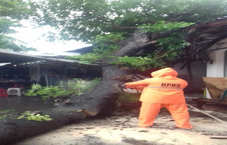 Pohon Tumbang di Jalan Sriwijaya, Kelurahan Legian, Kecamatan Kuta Tanggal 09 Pebruari 2020