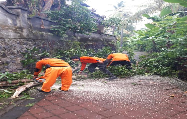 Pohon Tumbang di Jalan Subak Blumbungan, Banjar Lateng, Desa Sibangkaja, Kecamatan Abiansemal Tanggal 09 Pebruari 2020