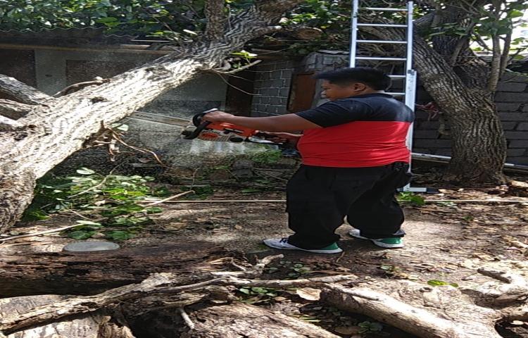 Pohon Tumbang di Jalan Taman Giri, No.88, Desa Mumbul, Kel. Benoa, Kecamatan Kuta Selatan Tanggal 12 Januari 2020