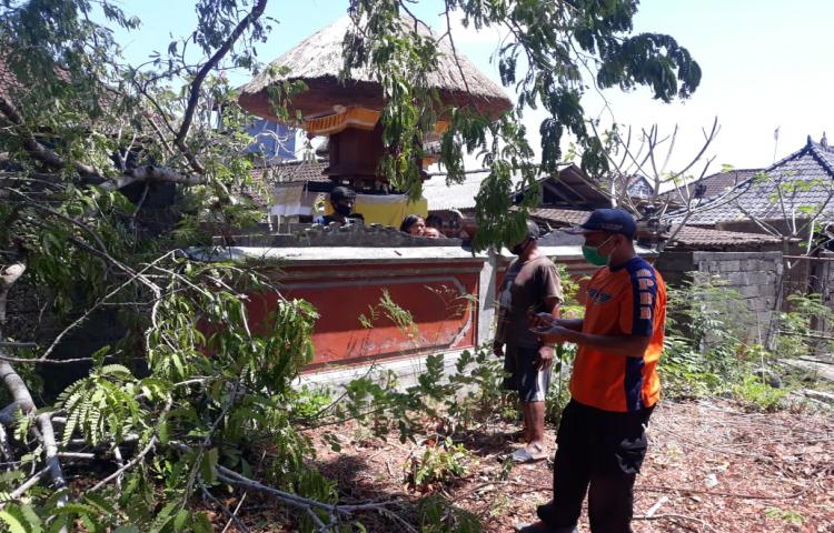 Pohon Tumbang di Jalan Taman Jimbaran Asri, Banjar Kalanganyar, Kelurahan Jimbaran, Kecamatan Kuta Selatan Tanggal 17 September 2020