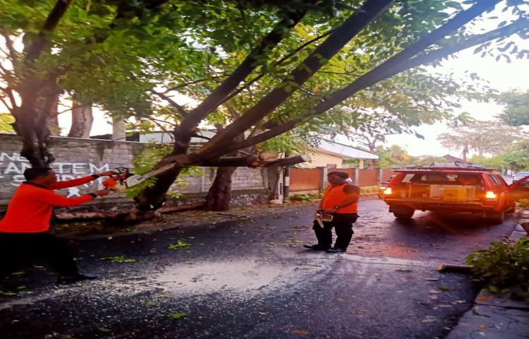 Pohon Tumbang di Jalan Taman Sari, Banjar Desa, Desa Kelan, Kecamatan Kuta Tanggal 30 Mei 2020