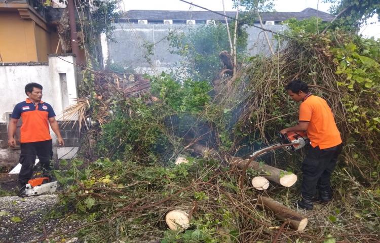 Pohon Tumbang di Jalan Tegal Cupek, Kelurahan Kerobokan, Kecamatan Kuta Utara Tanggal 27 Januari 2020