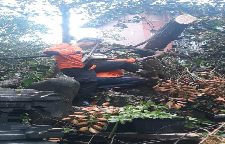 Pohon Tumbang di Jln Gang Puspa Ayu, Banjar Anyar Kuta, Kelurahan Kuta, Kecamatan Kuta Tanggal 08 Maret 2020