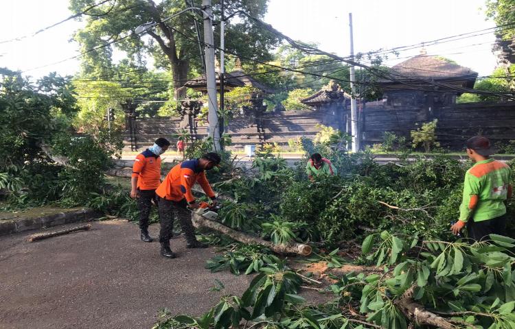 Pohon Tumbang di Jln Majapahit Legian, Lingkungan Legian Kelod, Kel. Legian, Kecamatan Kuta Tanggal 19 April 2020