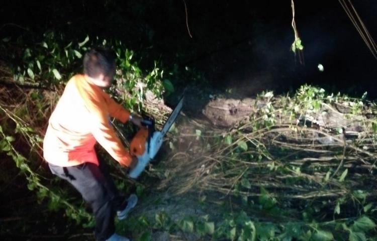 Pohon Tumbang di Jln Raya Menuju Objek Wisata Sangeh, Banjar Muluk Babi, Desa Sangeh, Kecamatan Abiansemal Tanggal 19 Mei 2020