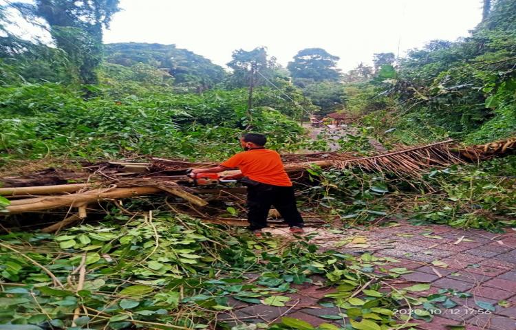 Pohon Tumbang di Jln Raya Sibanggede 1, Banjar Badung, Desa Sibanggede, Kecamatan Abiansemal Tanggal 12 Oktober 2020