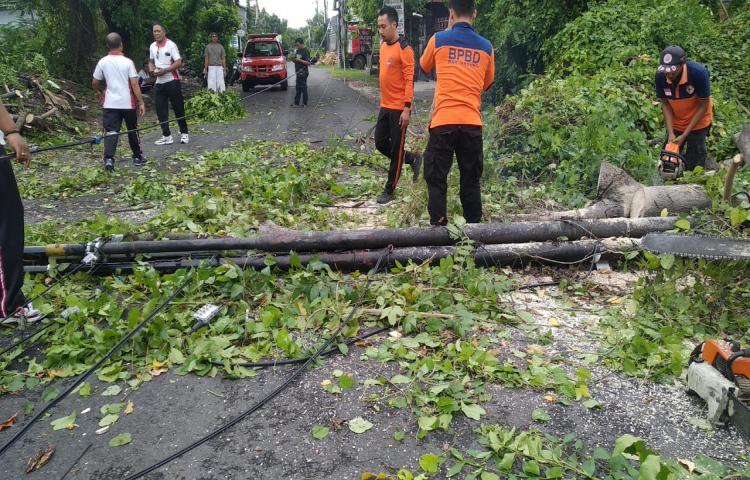 Pohon Tumbang di Muding indah, Banjar Muding Kaja, Kelurahan Kerobokan Kaja, Kecamatan Kuta Utara Tanggal 31 Januari 2020
