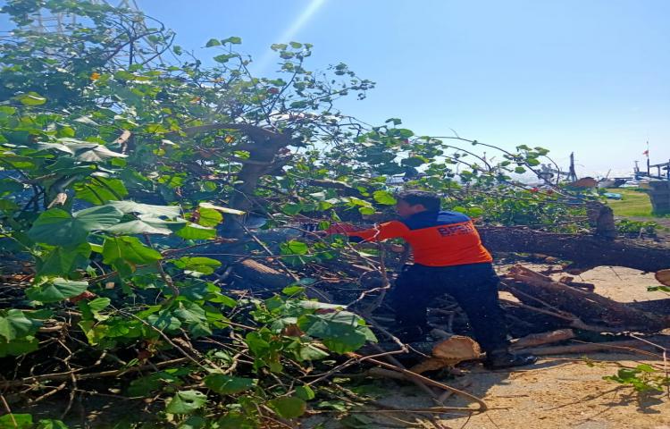Pohon Tumbang di Pasar adat kedonganan, Kelurahan Kedonganan, Kecamatan kuta Tanggal 22 januari 2020
