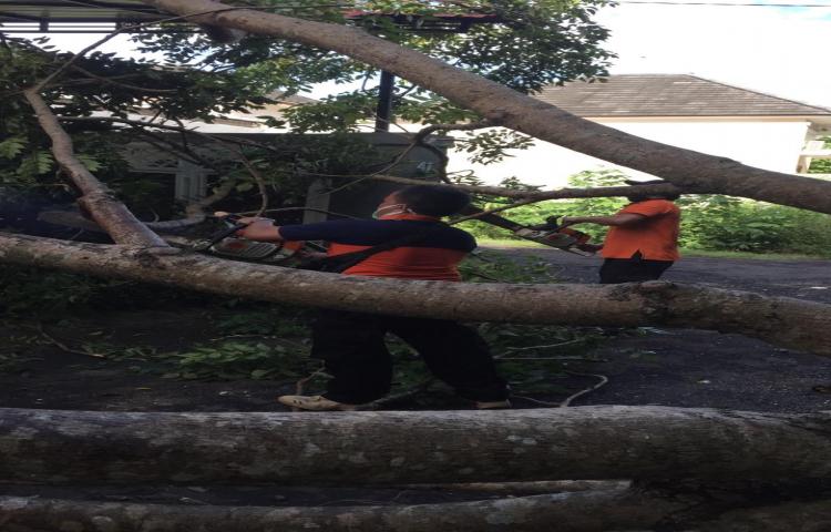 Pohon Tumbang di Perumahan Pudak Sari, Jalan Ocean Blue, Lingkungan Kampial, Desa Kampial, Kecamatan Kuta Selatan Tgl 16 April 2020