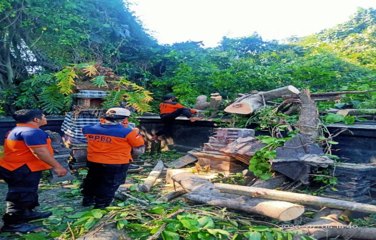 Pohon Tumbang di Pura Campuan Giri Putri, Banjar Kesambi, Kelurahan Kerobokan, Kecamatan Kuta Utara Tanggal 03 Juli 2020