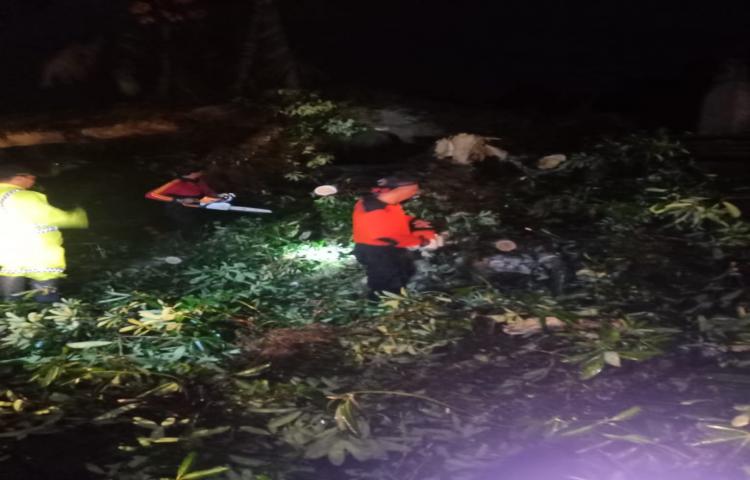 Pohon Tumbang di Pura Dalem Natar Sari, Banjar Umopoh, Desa Penarungan, Kecamatan Mengwi Tanggal 11 Januari 2020