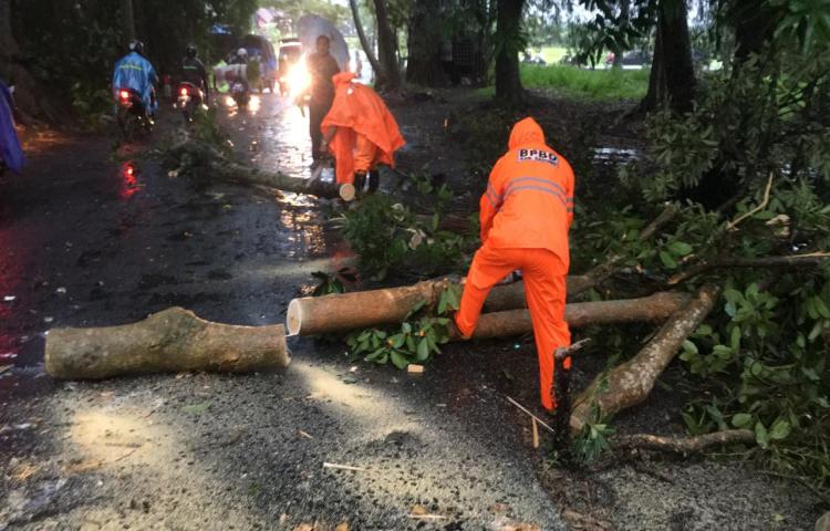 Pohon Tumbang di Pura Dalem Penarungan, Banjar Blumbang, Desa Penarungan, Kecamatan Mengwi Tanggal 30 Januari 2020