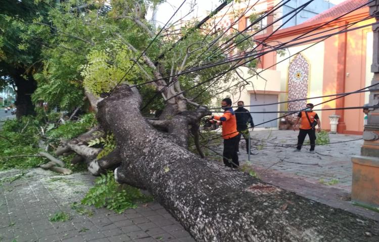 Pohon Tumbang di depan The Keranjang, Jln. Sunset Road, Desa Tuban, Kecamatan Kuta Tanggal 01 Mei 2020