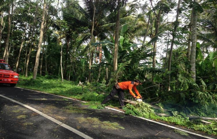 Pohon Tumbang menimpa kabel wifi di Banjar Beng, Desa Carangsari, Kecamatan Petang Tanggal 01 Januari 2020