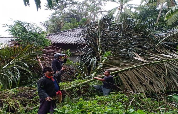 Penanganan Pohon tumbang di Banjar Pengembungan Sari, Desa Bongkasa, Kecamatan Abiansemal