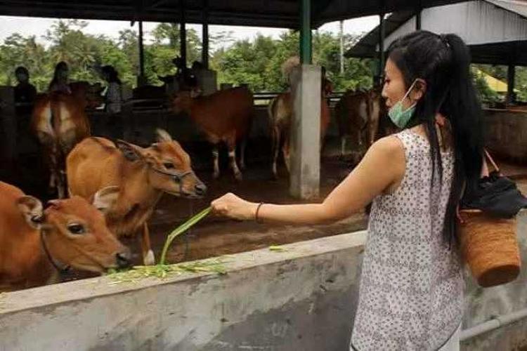 Badung Tenderkan Pakan Ternak Sapi Rp. 3,1 Miliar