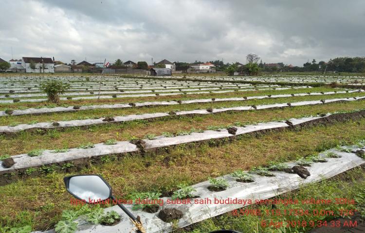 Budiaya Semangka di Subak Saih