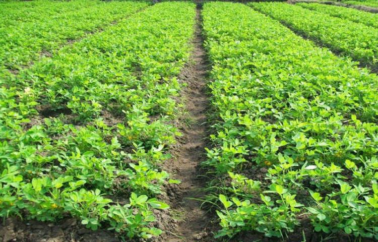 Kacang Tanah di Subak Amerta Sari Manik