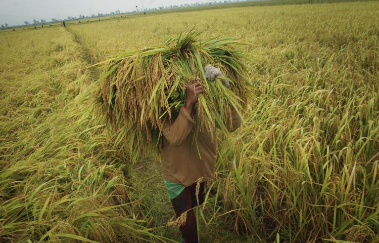 Kementan Terus Gencarkan Ekspor Beras Premium dan Khusus