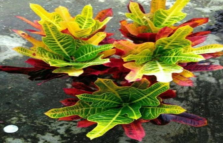 Mengenal Jenis - Jenis Tanaman Hias Puring