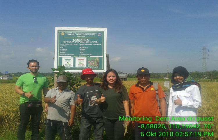 Monitoring Staf DirJen TP ke Demplot Dem Area Subak Penarungan, Kecamatan Mengwi