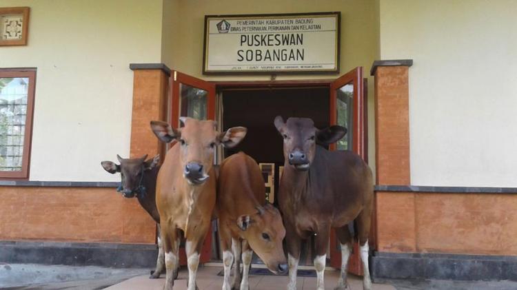 PUSKESWAN SOBANGAN POTRET NYATA PELAYANAN