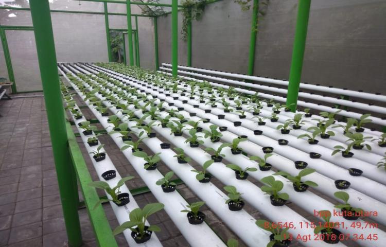 Penanaman Hidroponik Sawi Hijau di BPP Kuta Utara