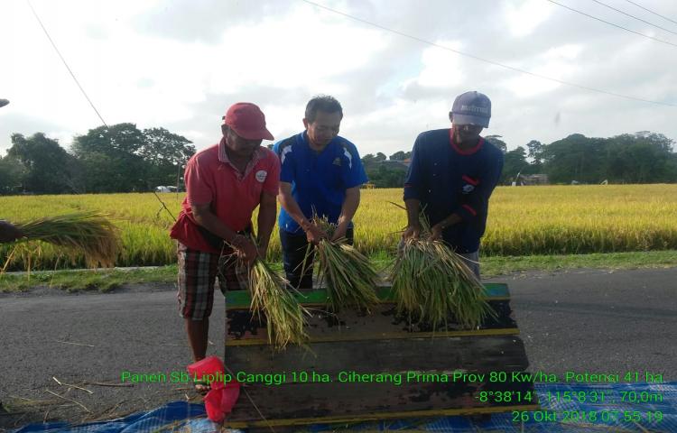 Pengambilan Sampel Ubinan Padi di Subak Liplip Desa Canggu Kecamatan Kuta Utara