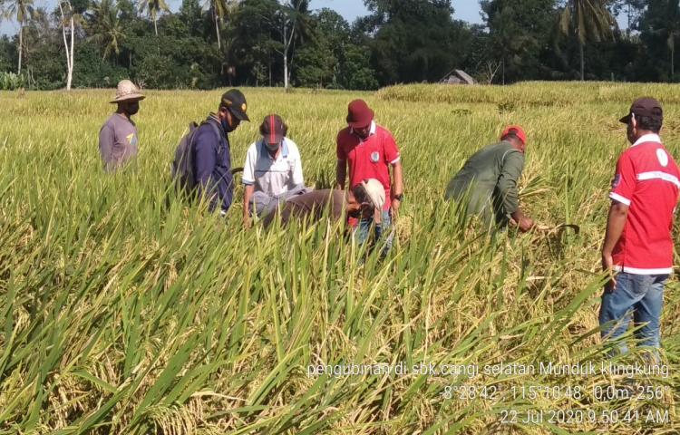 Rata-Rata Hasil Ubinan Demplot Menggunakan Insektisida Dekapirim 400 SC Pada Tanaman Padi Hibrida Mapan 05 di Subak Cangi Selatan, Sembung, Mengwi 7,7 Ton/Ha.