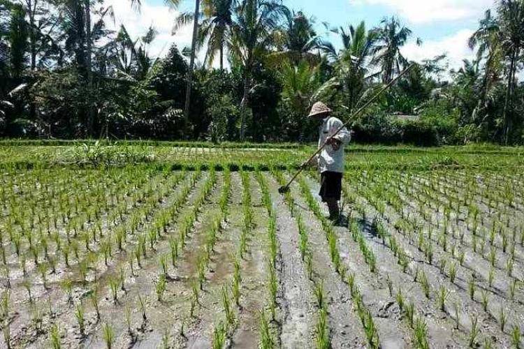 Rendah, Realisasi KUR untuk Pertanian