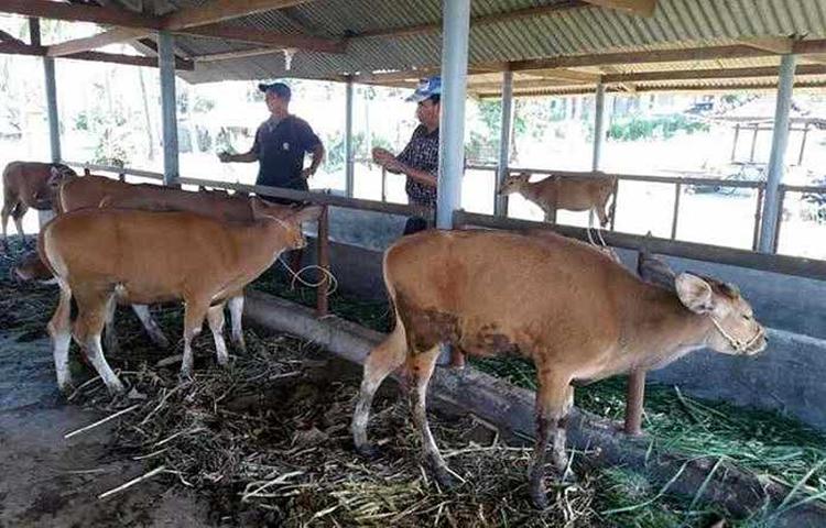 Teknologi Reproduksi Tingkatkan Kualitas dan Kuantitas Sapi Bali