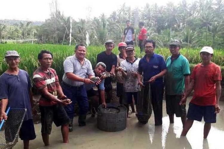 Uji Coba Mindi Kodam, Kurangi Serangan Hama Tikus