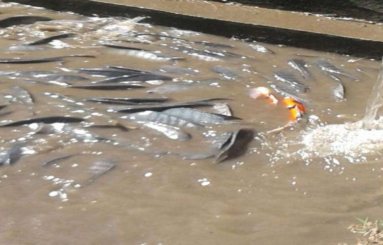 Badung akan Bangun BBI