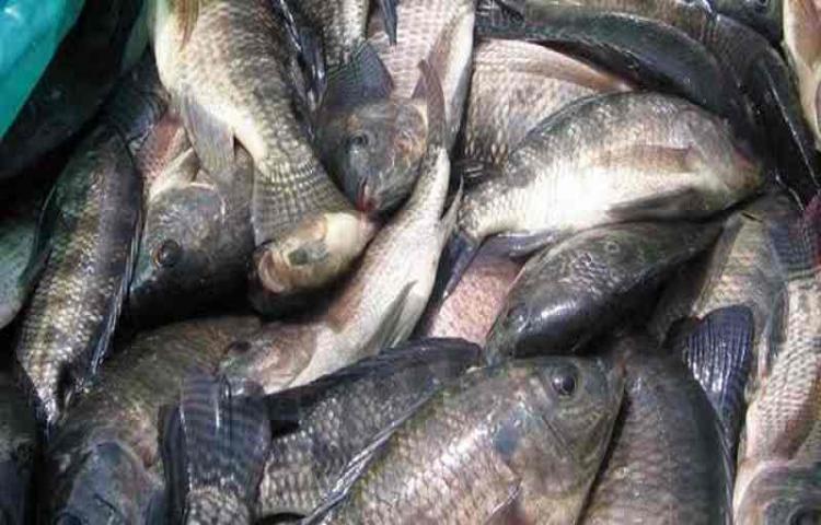 Budidaya ikan di persawahan