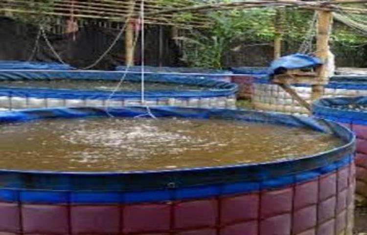 Budidaya ikan sistem bioflok