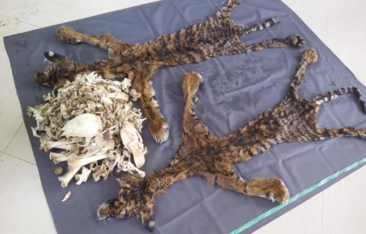 2 Penjual Kulit Harimau di Aceh Divonis Masing-masing 4 Tahun