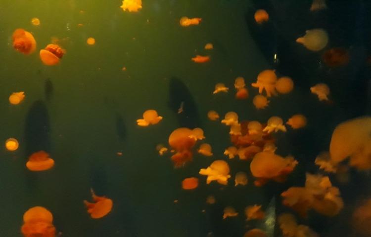 3 Fakta Menarik di Balik Fenomena Ubur-Ubur Ancol