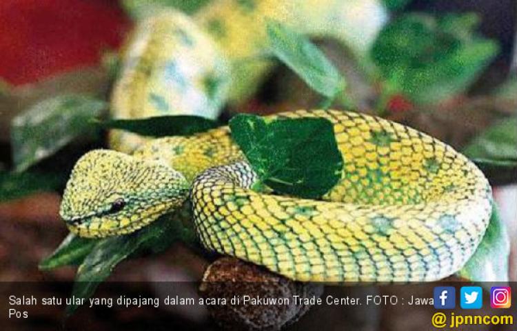 Adu Cantik si Hewan Reptil